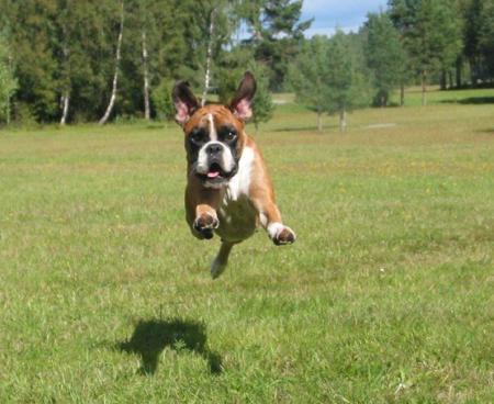 fliegende Hunde 2