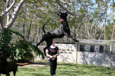fliegende Hunde 6