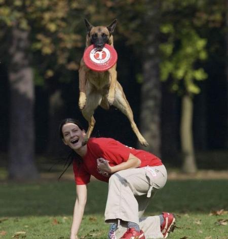 fliegende Hunde 7