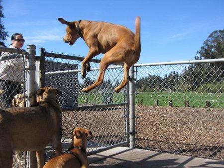 fliegende Hunde 8