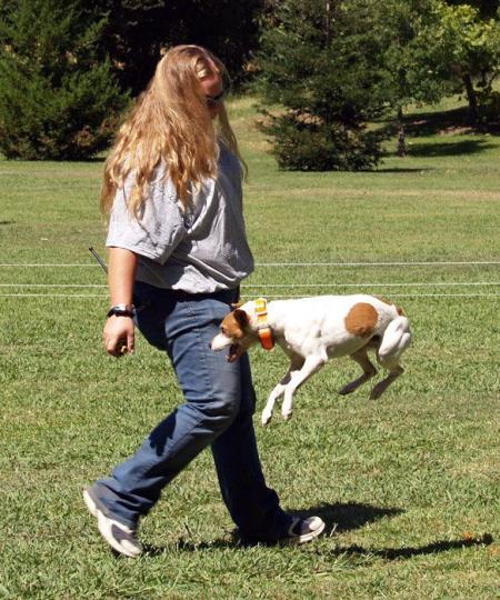 fliegende Hunde 10
