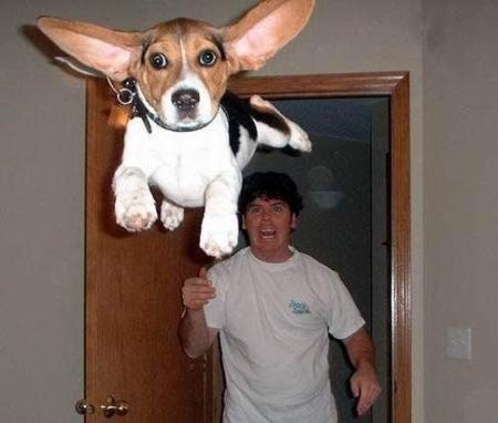 fliegende Hunde 13