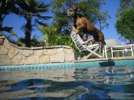 fliegende Hunde 17