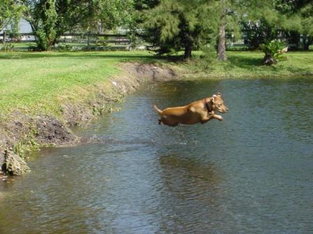 fliegende Hunde 18