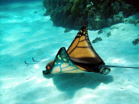 Photoshop Tiere Bild 6