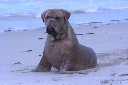 Photoshop Tiere Bild 9