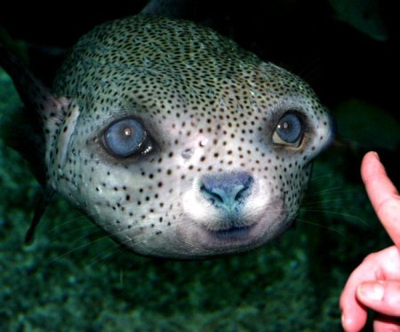 Photoshop Tiere Bild 10