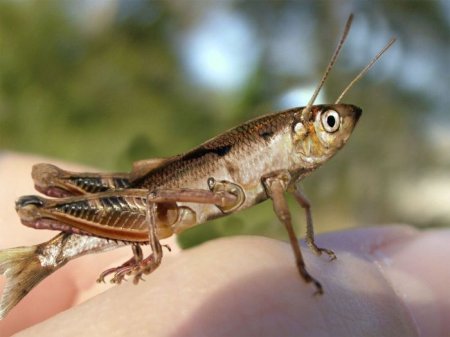 Photoshop Tiere Bild 13