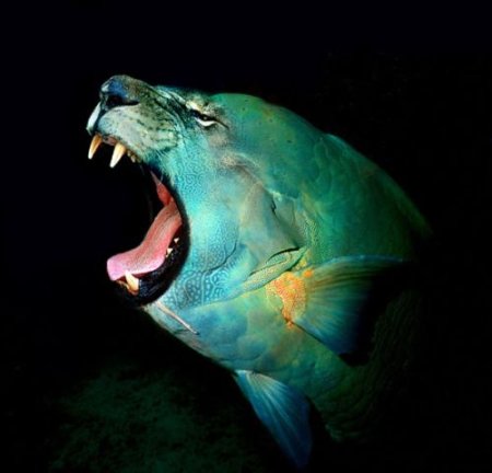 Photoshop Tiere Bild 14