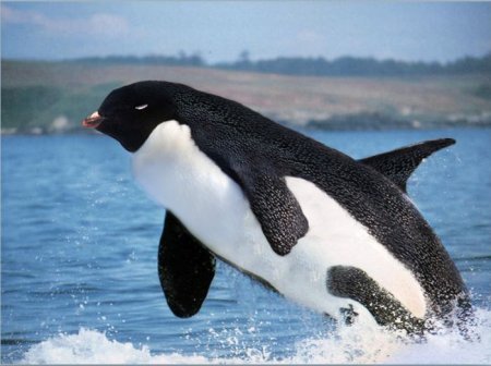 Photoshop Tiere Bild 15