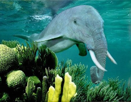 Photoshop Tiere Bild 16