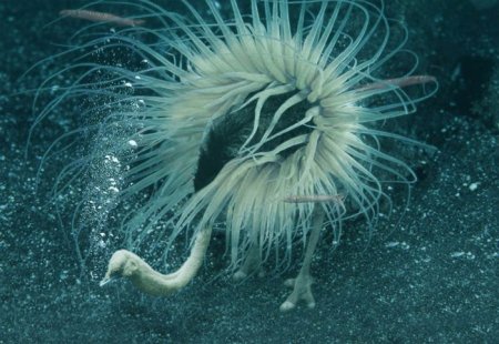 Photoshop Tiere Bild 17