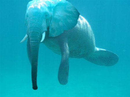 Photoshop Tiere Bild 18