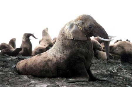 Photoshop Tiere Bild 22