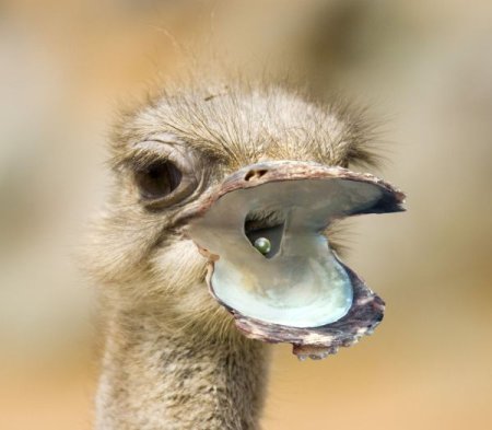 Photoshop Tiere Bild 23