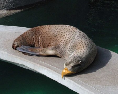 Photoshop Tiere Bild 24