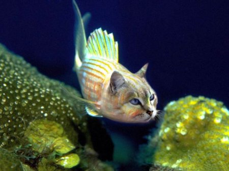 Photoshop Tiere Bild 25