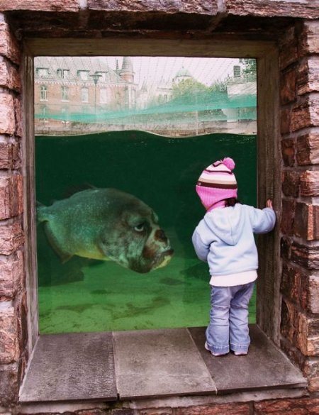 Photoshop Tiere Bild 28