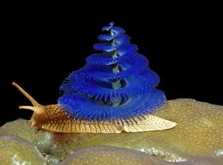 Photoshop Tiere Bild 30