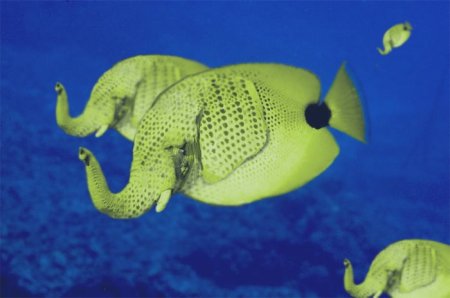 Photoshop Tiere Bild 31