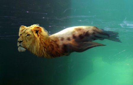 Photoshop Tiere Bild 33