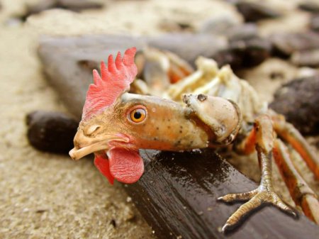 Photoshop Tiere Bild 34