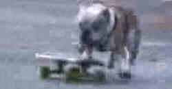 Hund fährt Skateboard