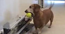 Ballwurf-Robotor für Hunde