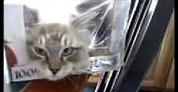 Katze im Karton