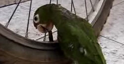 Böser Papagei