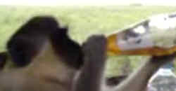 Affe klaut und trinkt Soda