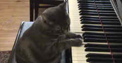 Katze spielt Klavier