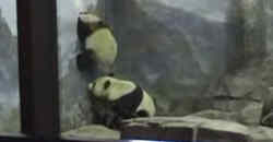 Panda bricht aus