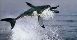 Hai-Attacke auf Robbe