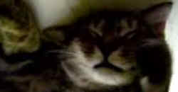 Katze im Tiefschlaf