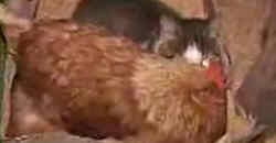 Katze & Huhn – Beste Freunde