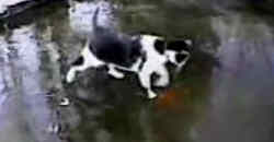 Katze auf dem Teich