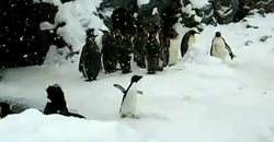 Glücklichster Pinguin