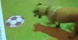 Hund spielt virtuelles Fussball